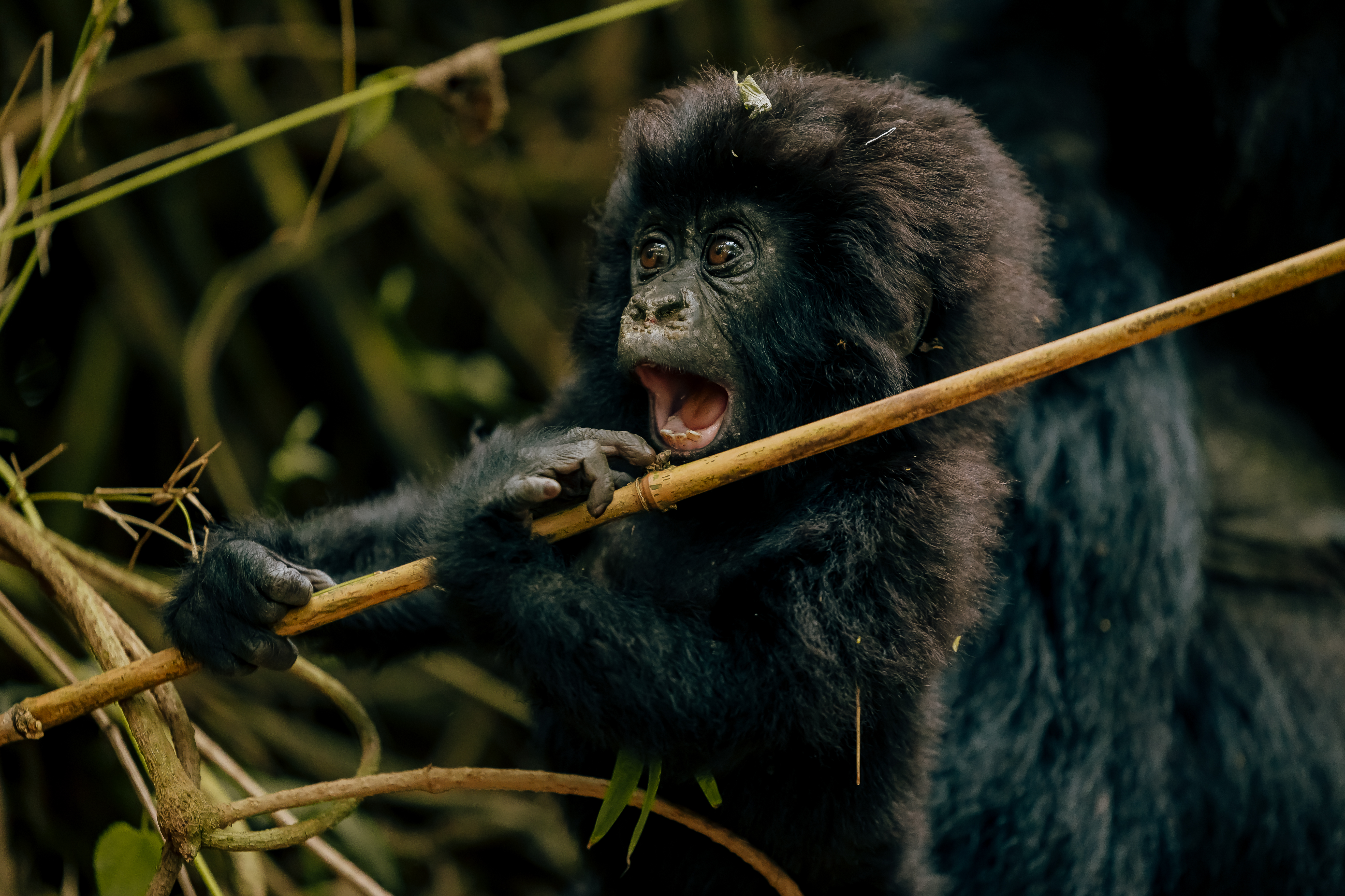 Inclusive Gorilla Trekking